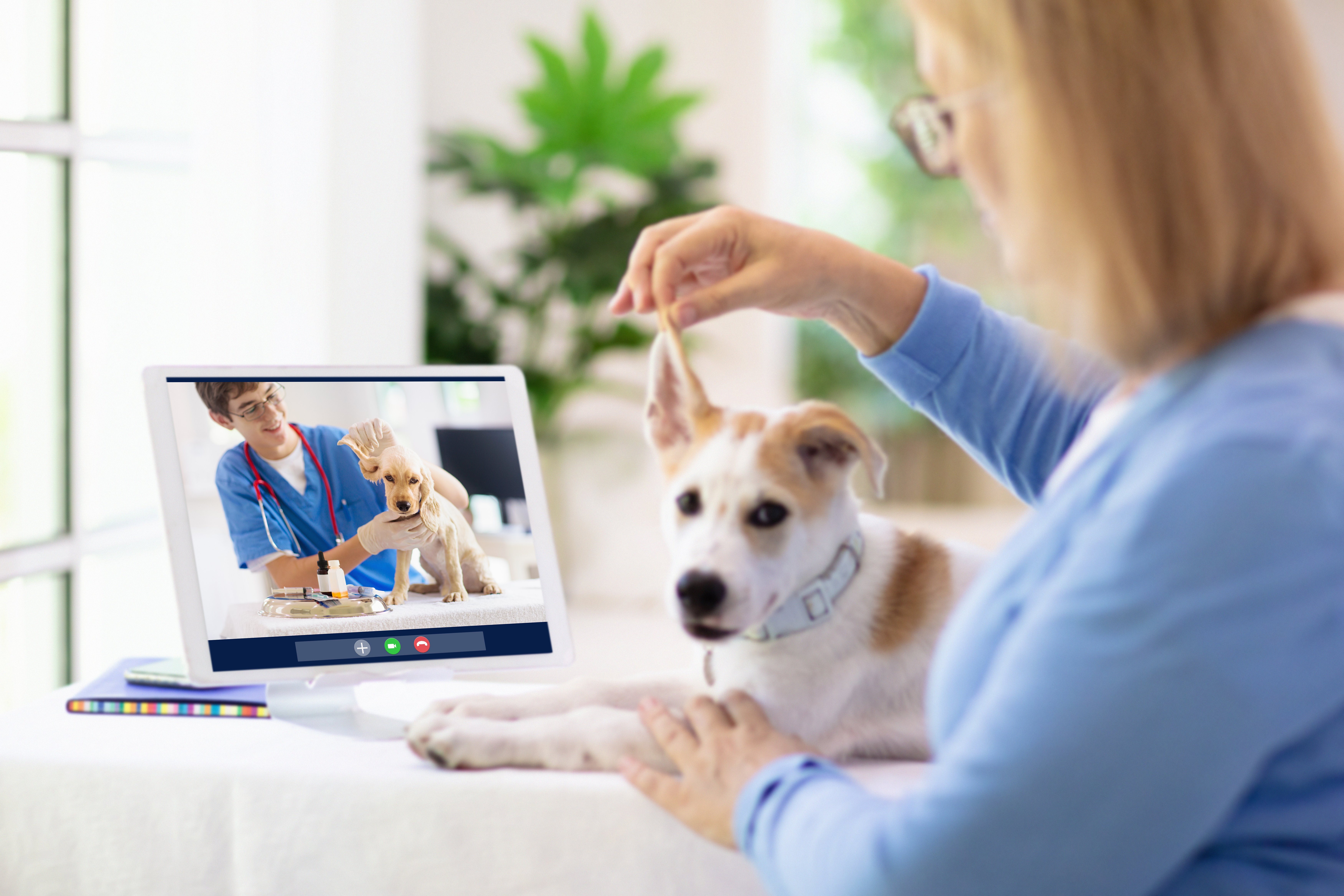 video chat with vet and dog